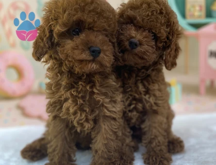 3 Aylık Toy Poodle Yavrularımız