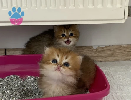 Anne baba full scrli kaliteli britishlonghair golden yavrular