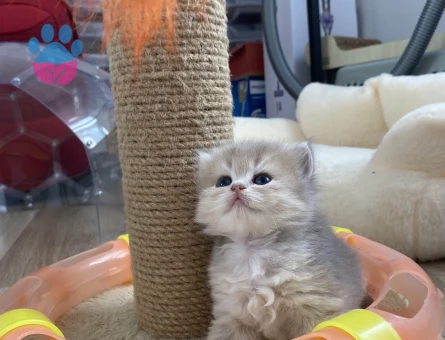 Anne baba full scrli kaliteli britishlonghair golden yavrular