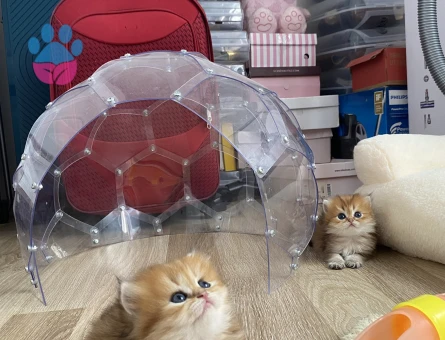 Anne baba full scrli kaliteli britishlonghair golden yavrular