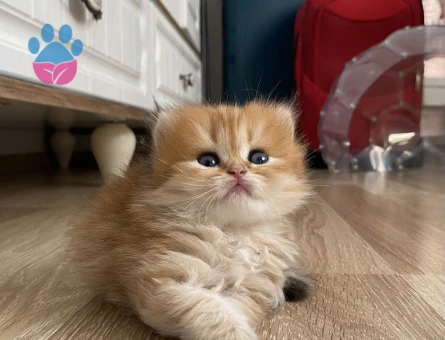 Anne baba full scrli kaliteli britishlonghair golden yavrular