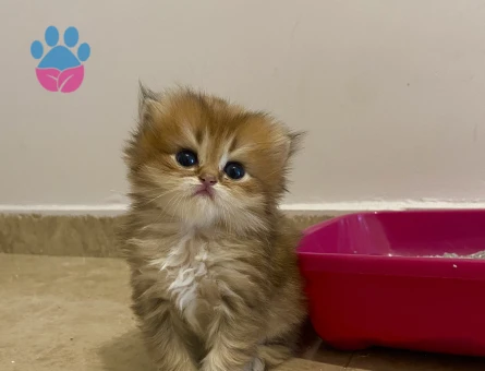 Anne baba full scrli kaliteli britishlonghair golden yavrular