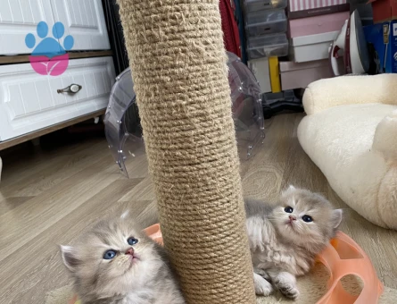 Anne baba full scrli kaliteli britishlonghair golden yavrular