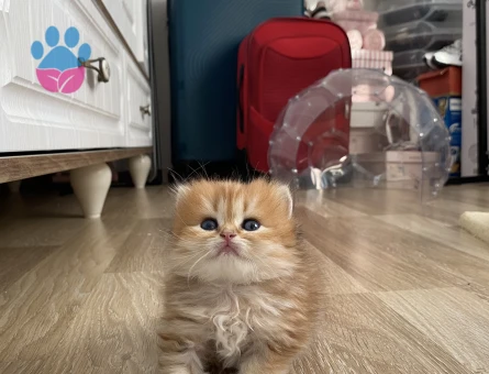 Anne baba full scrli kaliteli britishlonghair golden yavrular