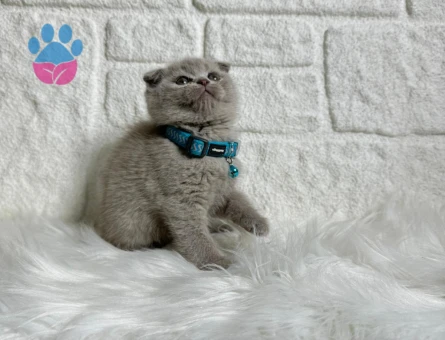 Scottish Fold Lilac Erkek Yavrumuz 2 Aylık