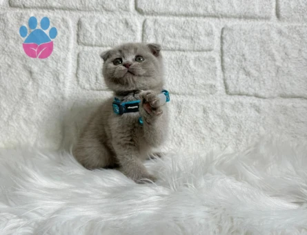 Scottish Fold Lilac Erkek Yavrumuz 2 Aylık