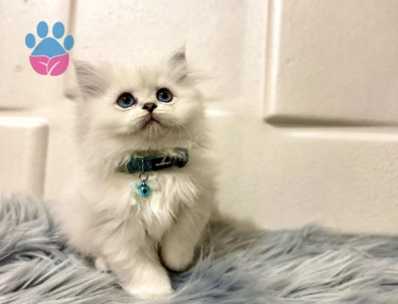 British Longhair Silver Erkek 2 Aylık Mavi Gözlü