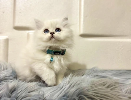 British Longhair Silver Erkek 2 Aylık Mavi Gözlü