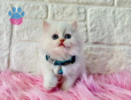 Bembeyaz British Longhair Erkek 2 Aylık