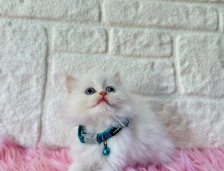 Bembeyaz British Longhair Erkek 2 Aylık