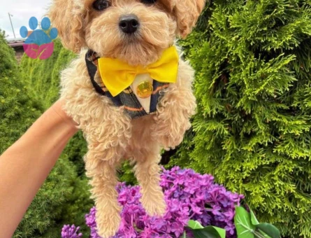 MUHTEŞEM GÜZELLİK DE MALTİPOO BEBEKLER - 7426 - Görsel 3