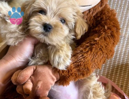 MUHTEŞEM GÜZELLİK DE MALTİPOO BEBEKLER - 7426