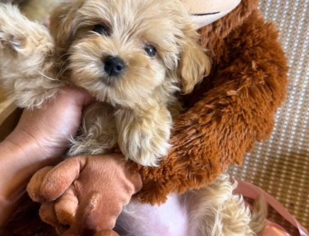 MUHTEŞEM GÜZELLİK DE MALTİPOO BEBEKLER - 7426