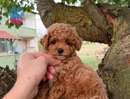 BABYFACE MALTİPOO YAVRULARIMIZ - 7428