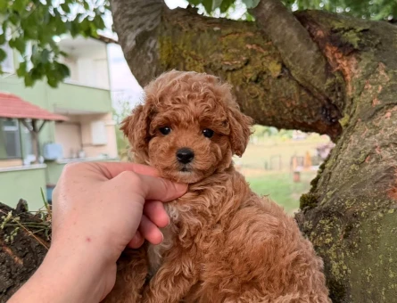 BABYFACE MALTİPOO YAVRULARIMIZ - 7428