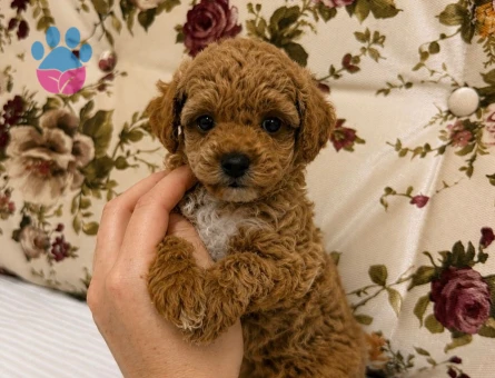 BABYFACE MALTİPOO YAVRULARIMIZ - 7428 - Görsel 3