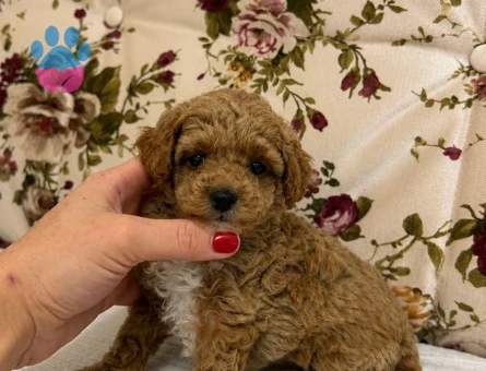 BABYFACE MALTİPOO YAVRULARIMIZ - 7428 - Görsel 5