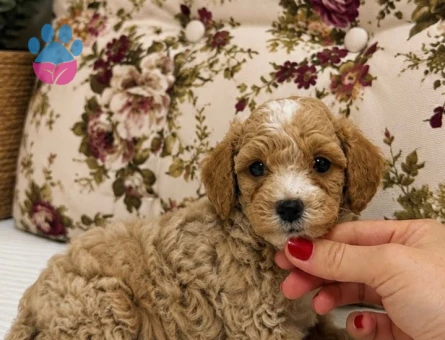 BABYFACE MALTİPOO YAVRULARIMIZ - 7428 - Görsel 4