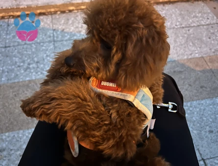 4 AYLIK TOY POODLE RED BROWN - 7429