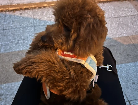 4 AYLIK TOY POODLE RED BROWN - 7429