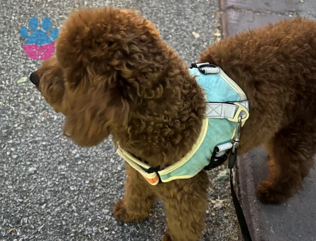 4 AYLIK TOY POODLE RED BROWN - 7429 - Görsel 3