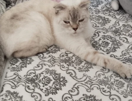 Sokakda bulundu cins 6 aylık ücretsiz cins kedi - 7430