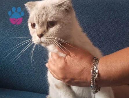 Sokakda bulundu cins 6 aylık ücretsiz cins kedi - 7430 - Görsel 3