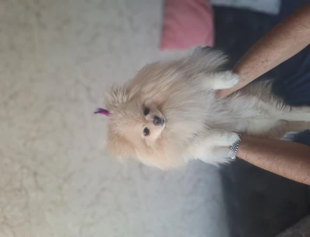 Pomeranian Boo 2 Aylık Minik Panda Yuva Arıyor - 7431
