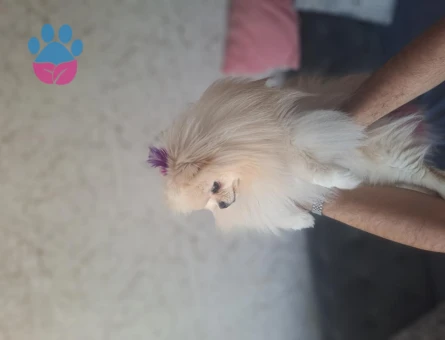 Pomeranian Boo 2 Aylık Minik Panda Yuva Arıyor - 7431 - Görsel 3
