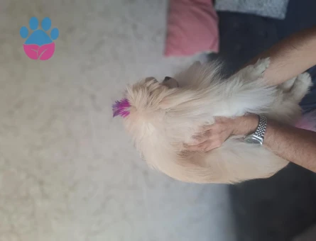 Pomeranian Boo 2 Aylık Minik Panda Yuva Arıyor - 7431 - Görsel 4