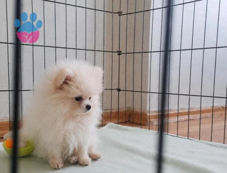 Pomeranian Boo 2 Aylık Minik Panda Yuva Arıyor - 7431 - Görsel 5