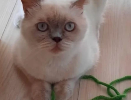 1 Yaşında British Shorthair Dişi - 7432