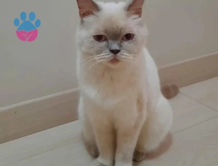 1 Yaşında British Shorthair Dişi - 7432 - Görsel 3