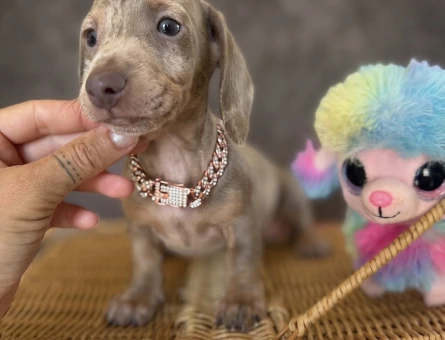 Dachshund Yavruları - 7433