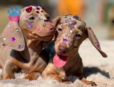 Dachshund Yavruları - 7433 - Görsel 5
