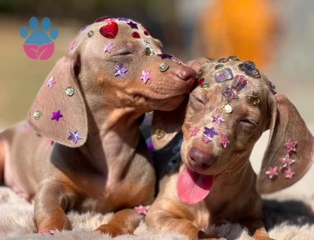 Dachshund Yavruları - 7433 - Görsel 4