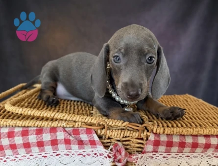 Dachshund Yavruları - 7433 - Görsel 3