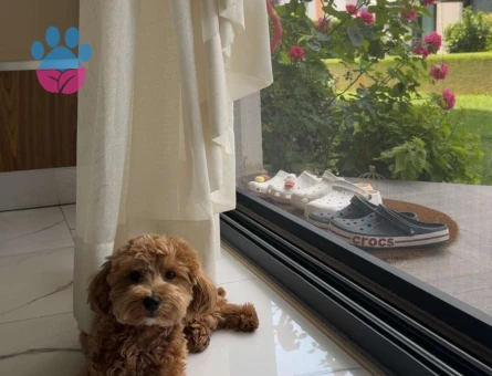 2 Aralık doğumlu oğlumuz Coco yeni evini ariyor - 7437 - Görsel 4