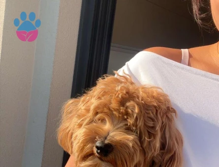 2 Aralık doğumlu oğlumuz Coco yeni evini ariyor - 7437 - Görsel 3