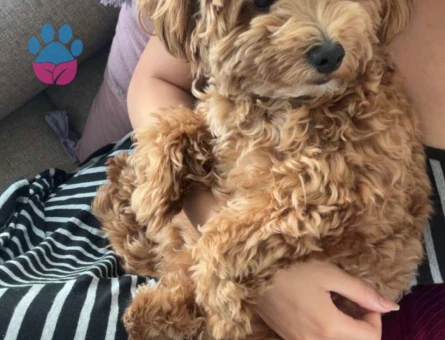 2 Aralık doğumlu oğlumuz Coco yeni evini ariyor - 7437 - Görsel 5