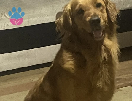 Golden Retriever Dişi 1 Yaşında - 7440 - Görsel 3