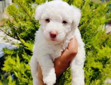 Maltese Terrier 2 Aylık Yavrular - 7442