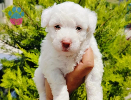 Maltese Terrier 2 Aylık Yavrular - 7442 - Görsel 3