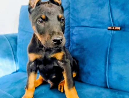 Doberman yavruları - 7443