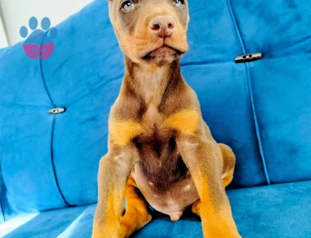 Doberman yavruları - 7443 - Görsel 3