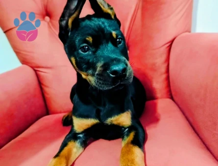 Doberman yavruları - 7443 - Görsel 4