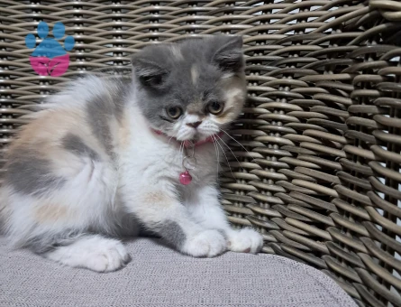 Exotic Shorthair 1 Yaşında Yuva Arıyor - 7444 - Görsel 3