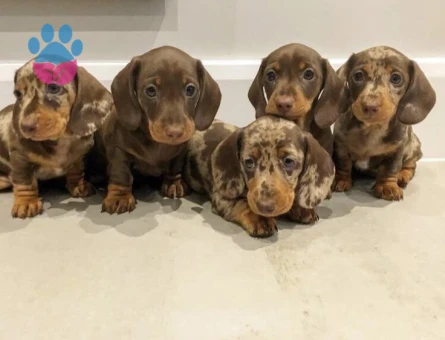 Veteriner kontrolleri tam minyatür Dachund sosis yavrular - 7316 - Görsel 2