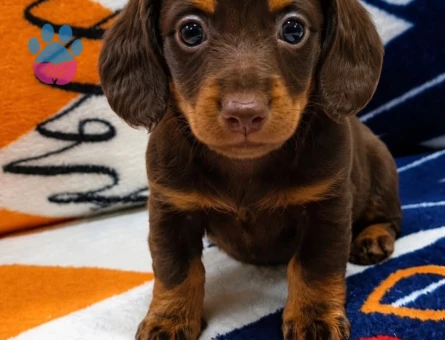 Minyatür Longhair Dachund yavrular - 7445 - Görsel 3