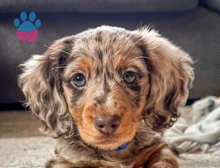 Minyatür Longhair Dachund yavrular - 7445
